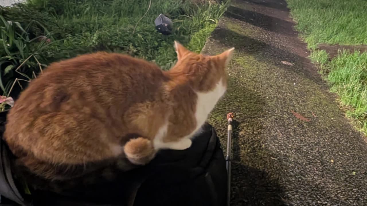 Ananta Vahini after over a year 💕