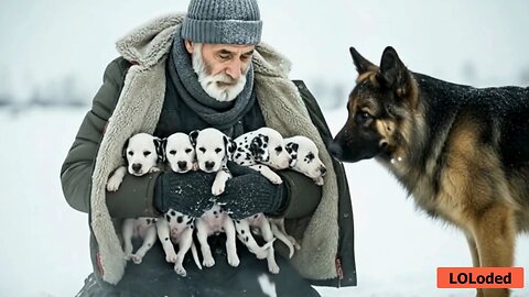 Heroic German Shepherd Braves Deadly Blizzard to Rescue 5 Orphaned Dalmatian Pups! 🐕❄️❤️