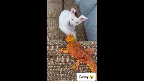 funny cat 🐈 😻 🐈‍⬛️