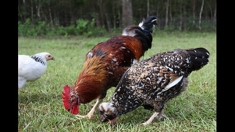 Homesteading and chickens