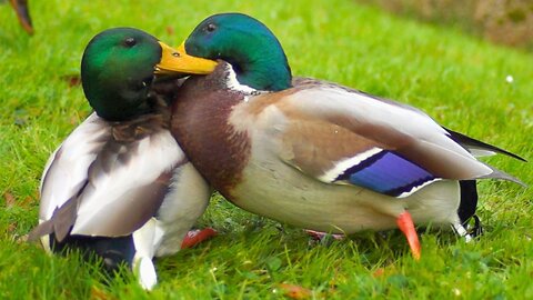 Mallard Duck Drakes Fighting. There May Be New Alpha in the Park