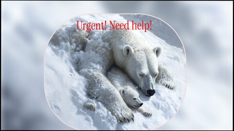 Heartwarming Rescue of Polar Bear and Her Cub From Avalanche!