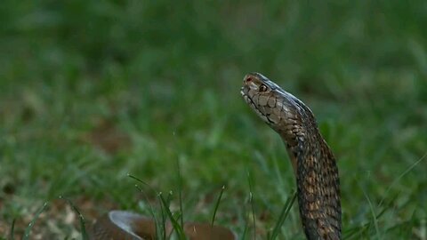 Most Incredible Snake Attacks