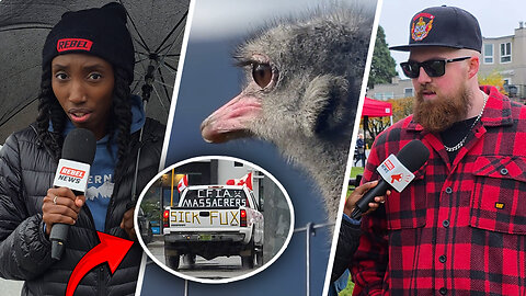 CFIA under fire: Protests erupt across Canada after senseless ostrich slaughter