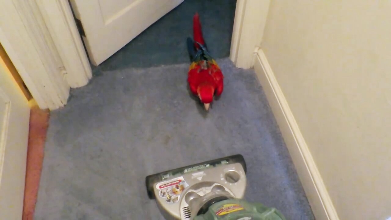 BIRD vs VACUUM