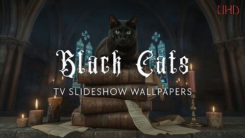 Black Cats – 5-Hour UHD Slideshow Wallpapers (10 Images – 1 Every 30 Minutes)