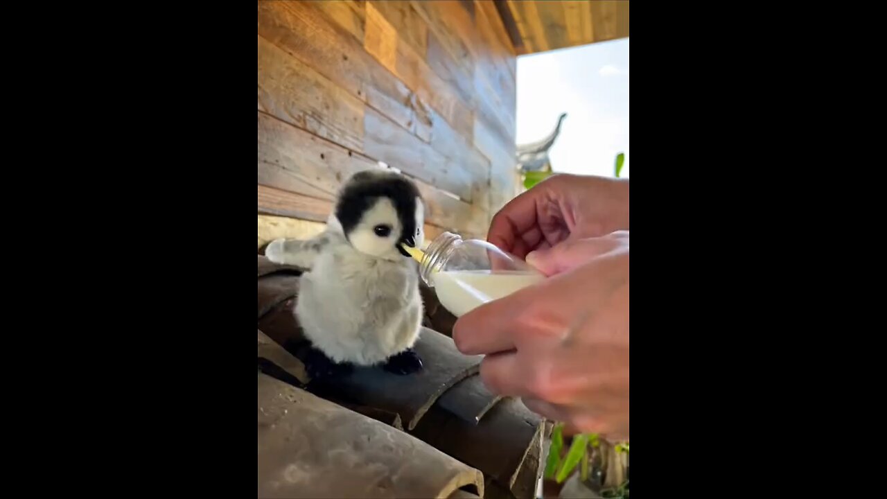 baby pet nice .good vibes