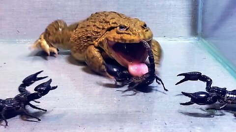 Amazing!! Asian Bullfrog With Big Black Scorpion! Warning