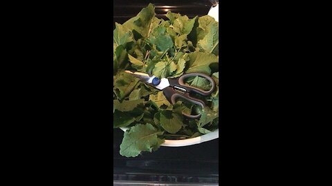 Turnip Greens