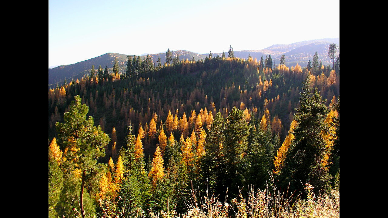 #2. Mark Wisdom Trail Camera Videos- Eastern Oregon.