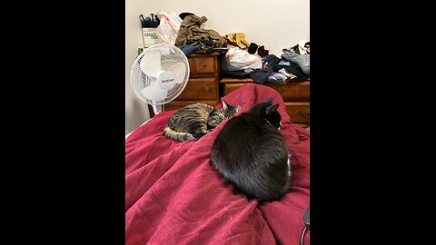 Good morning snd merry Christmas to all today