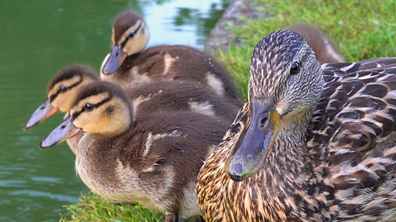 The 3 Ducklings Doing Some Duckling Stuff