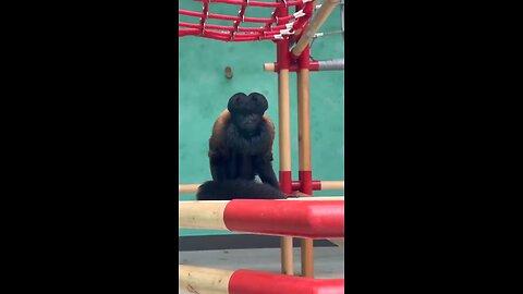 the black bearded saki monkey thousand of them left in the wild.