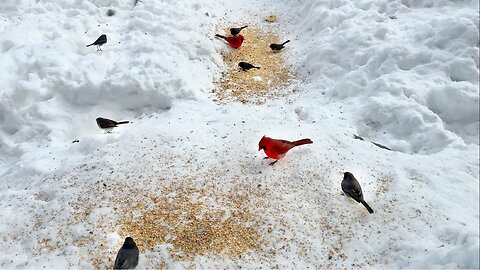 Feeding Birds on an Extremely Cold Canadian Morning