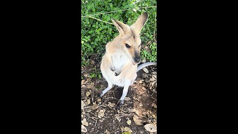Wallaby and kangaroo only in Australia