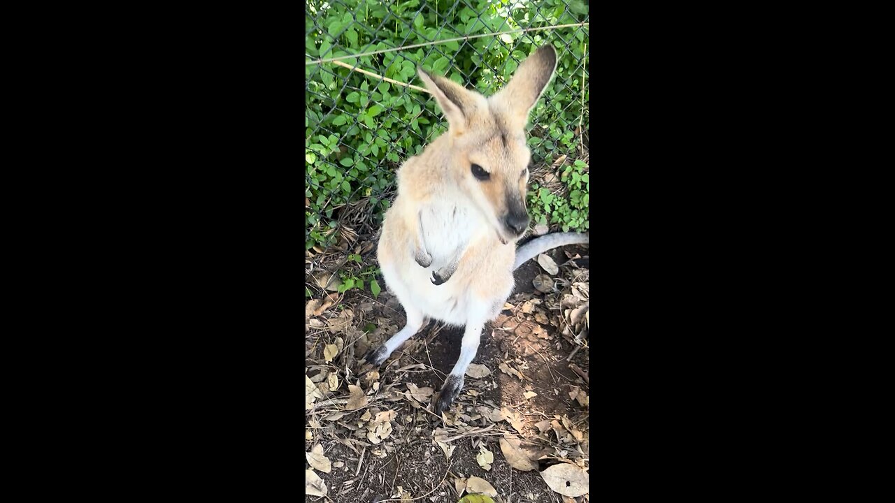 Wallaby and kangaroo only in Australia
