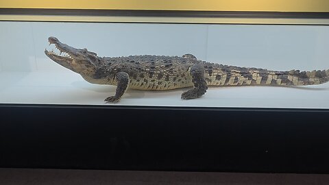 taxidermy of crocodile