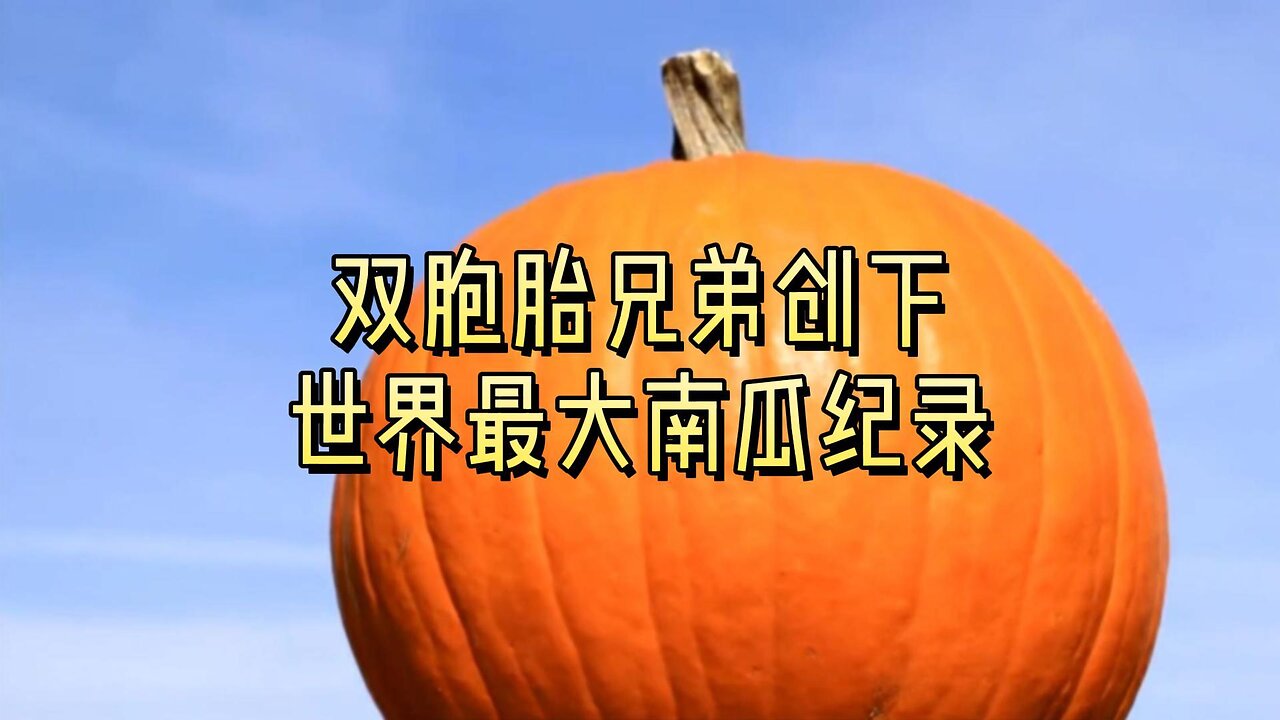 双胞胎兄弟创下世界最大南瓜纪录