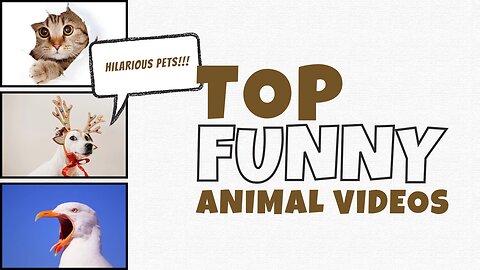 Top funny pet hilarious comedy video | Try not to laugh