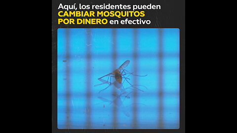 Recibir dinero a cambio de mosquitos vivos o muertos es posible en este país