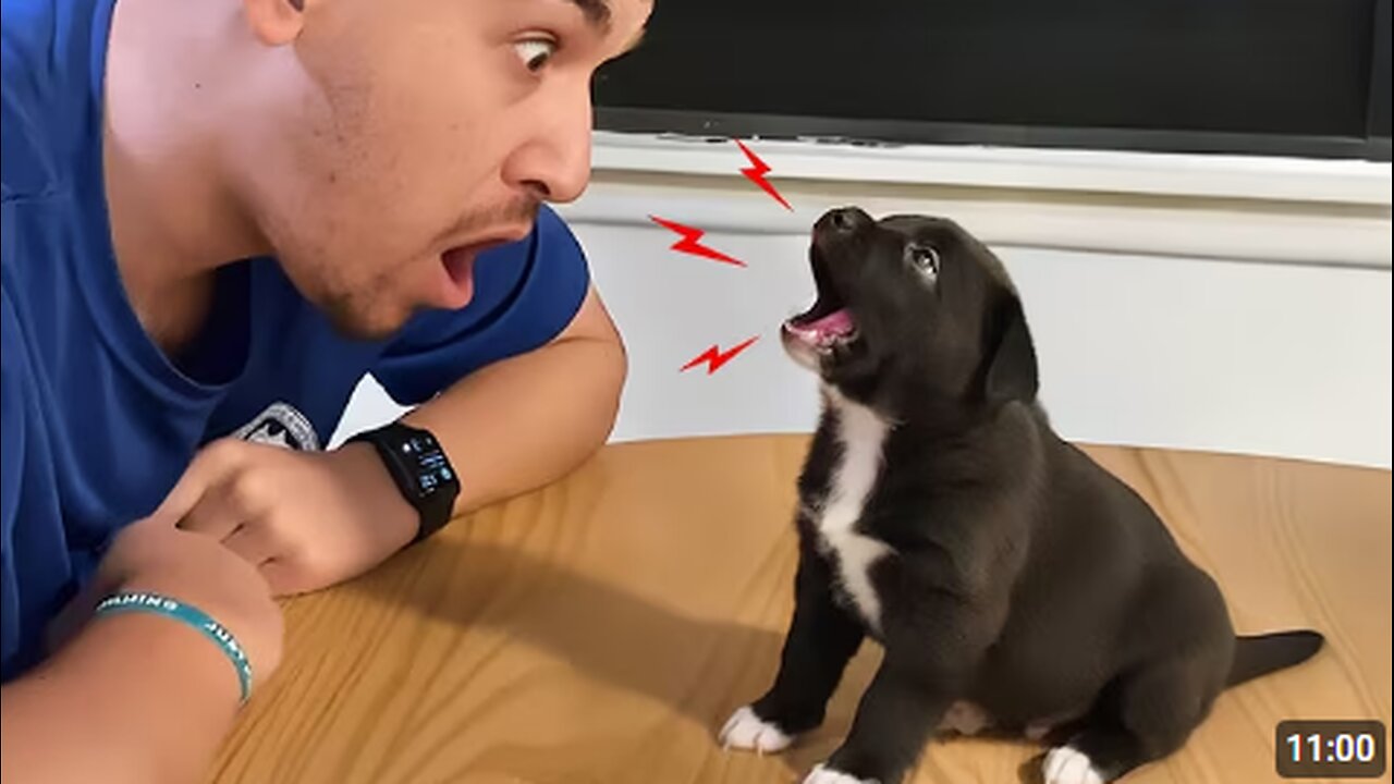 When Dogs Start Arguing Back To Their Owner 😲😂 Funny Dog and Human Videos