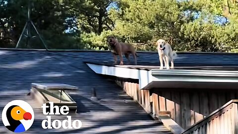 Woman Finds Her Dogs On The ROOF — And Its Just Another Day For Them | The Dodo