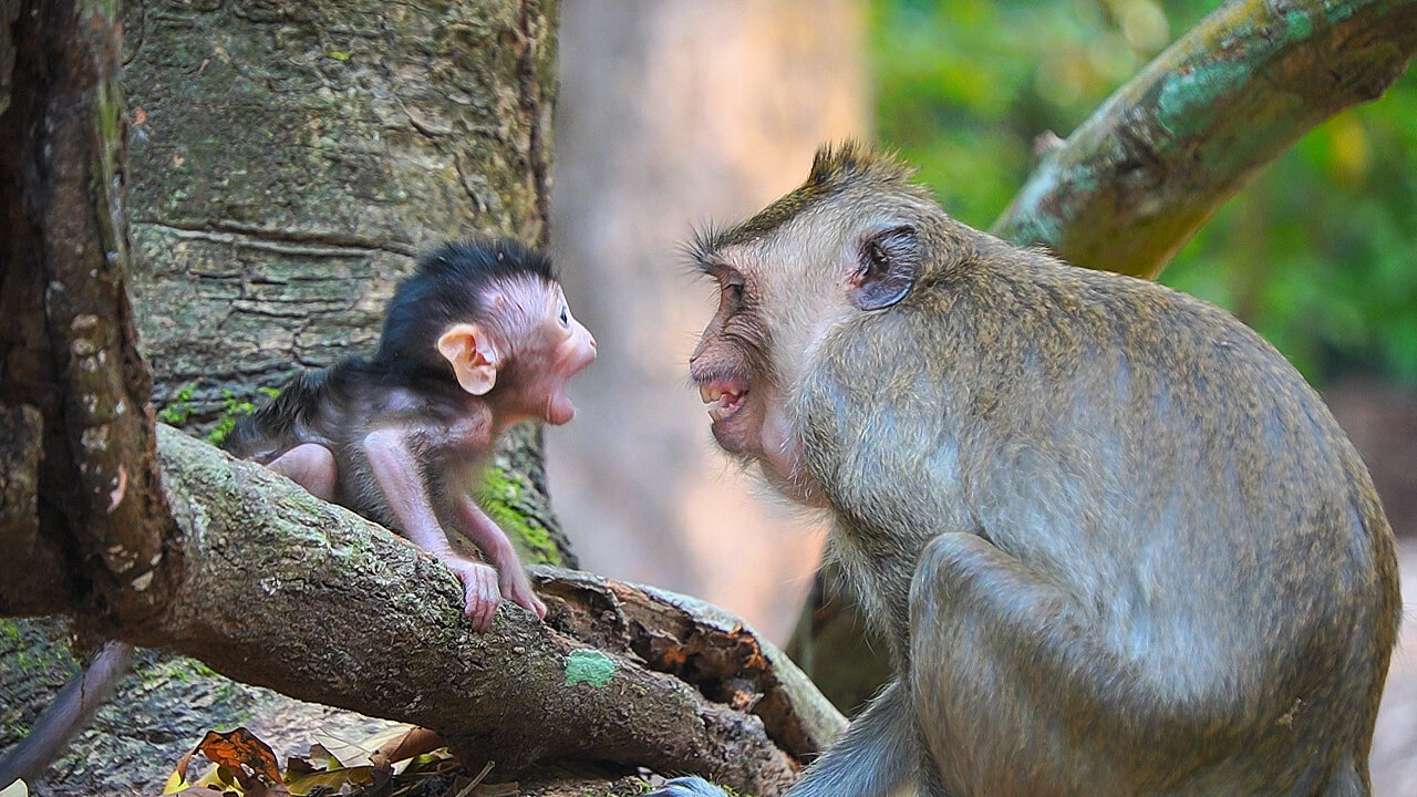 Such A Sweet Kiss Ever Of BABY IDRIS And Mom IVY