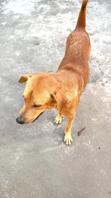 Lovely Calico Cat Exploring the Garden | Diana-videos