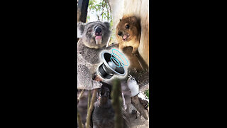 Animales cuyos sonidos difieren de su apariencia