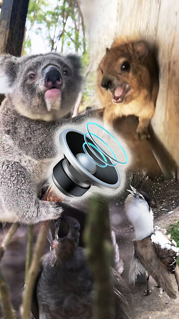 Animales cuyos sonidos difieren de su apariencia