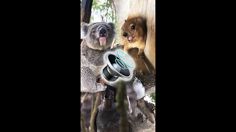 Animales cuyos sonidos difieren de su apariencia