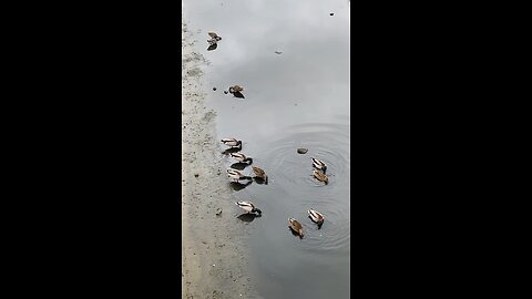 Mallard Ducks 🦆 #mallardducks #ducks #viral #trending #followme #duck #shorts