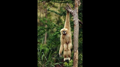 Little cute gibbon playing and climbing