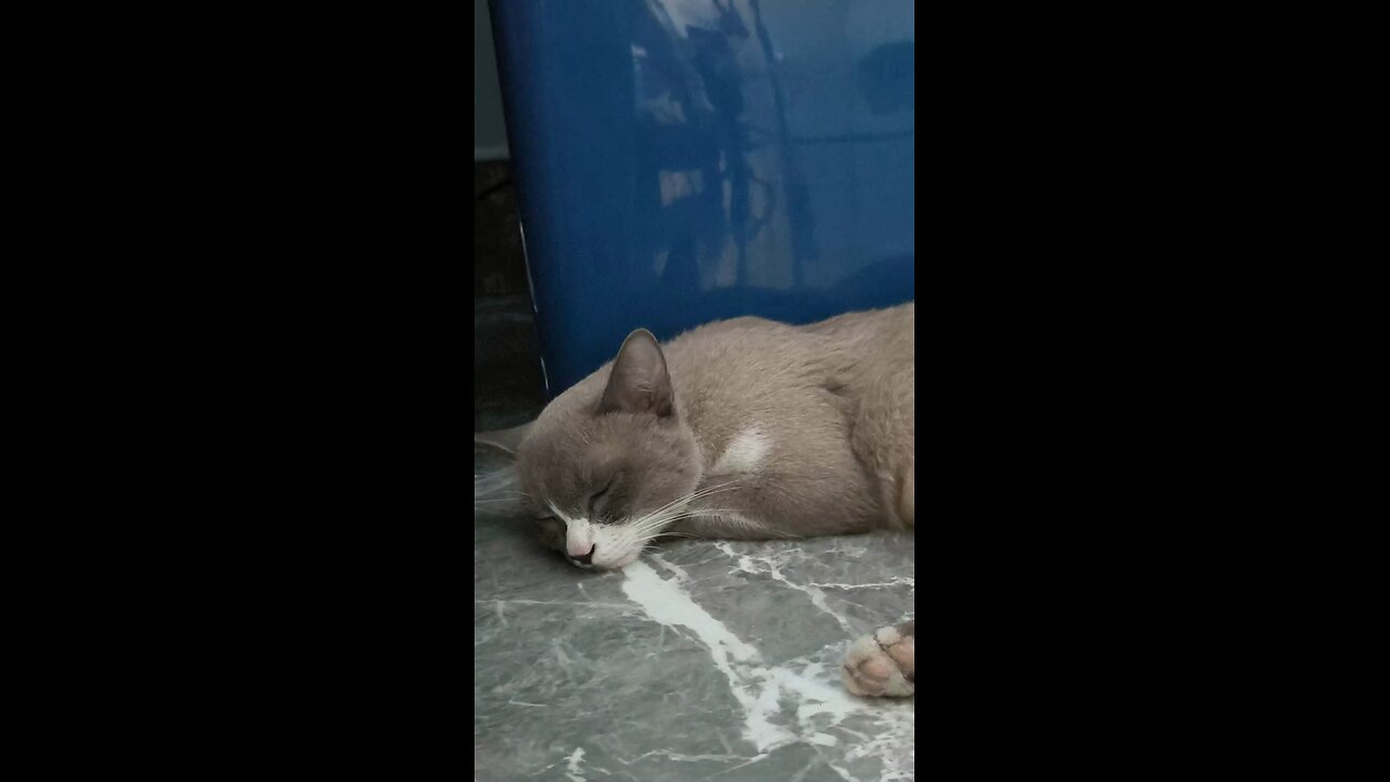 เหมียวนอน