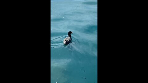 Coot is swimming #coot #swimming #shorts #viral #subscribe #trending