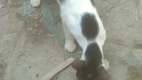 See exyra cat funn