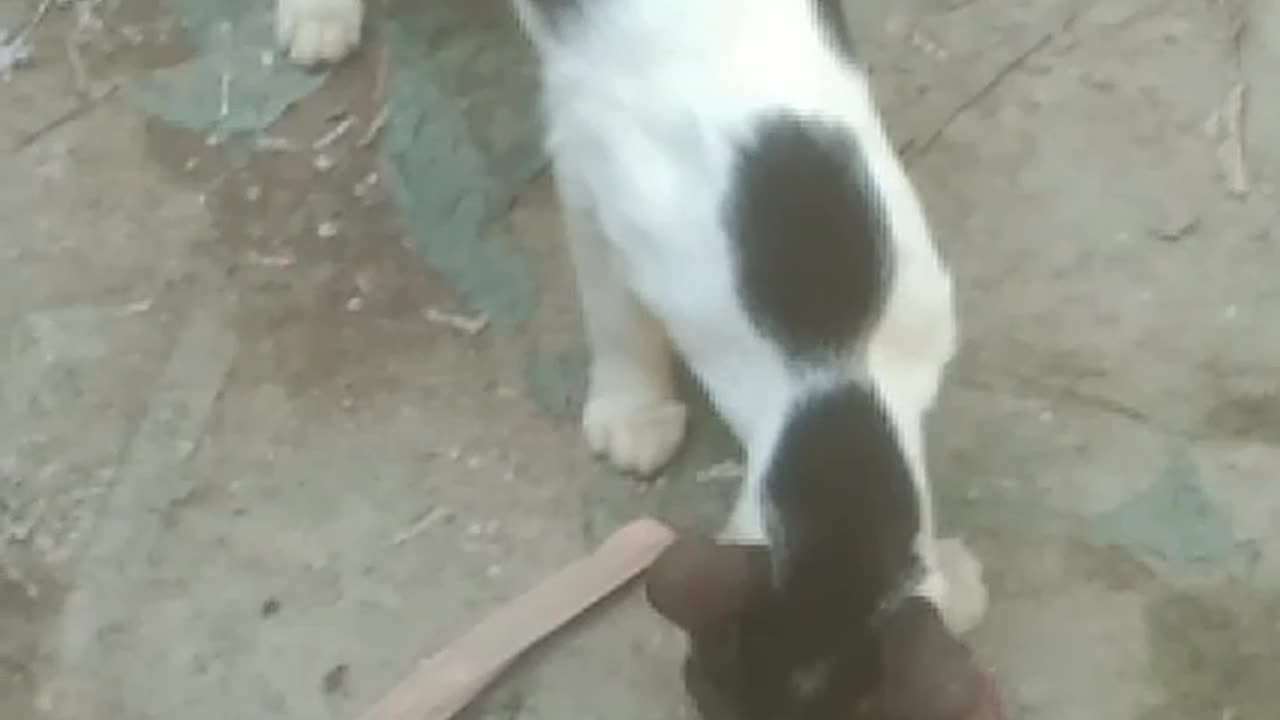 See exyra cat funn