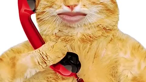 cute funny cat phone dial and talking on phone - wait for the end