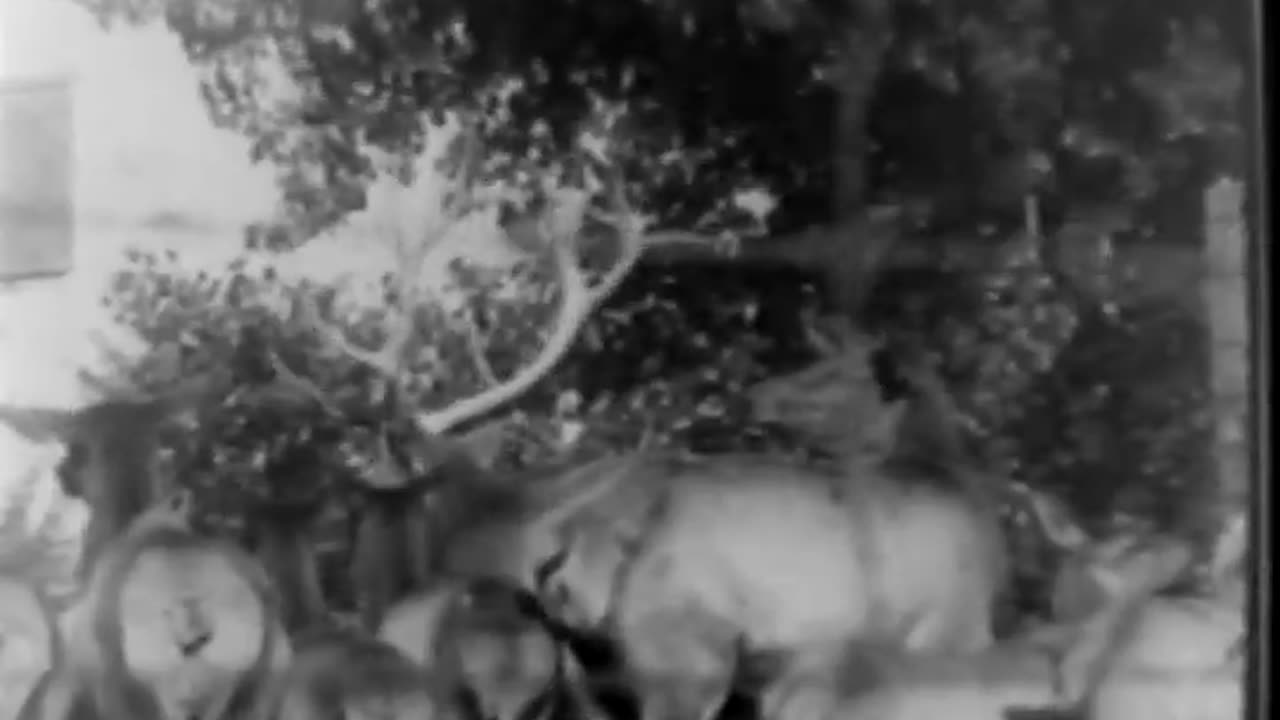 Crippled Children Ford Animated Wee... - Crippled Children Ford Animated Weekly (Animals) - fc-fc-38