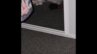 🐶😂 Keep Buying Those Socks! Adorable Dog's Reaction | FunFM