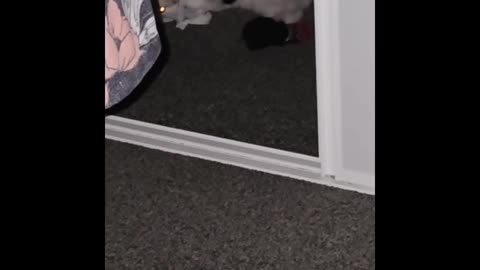 🐶😂 Keep Buying Those Socks! Adorable Dog's Reaction | FunFM