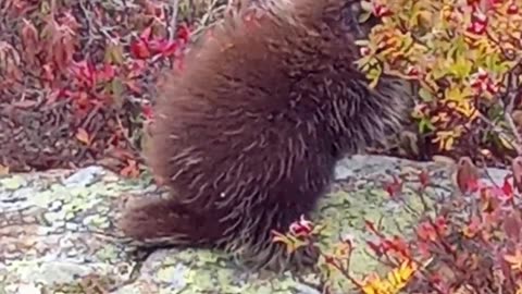 𝐋𝐢𝐭𝐭𝐥𝐞 𝐏𝐨𝐫𝐜𝐮𝐩𝐢𝐧𝐞 𝐅𝐨𝐫𝐚𝐠𝐢𝐧𝐠 𝙞𝙣 𝐍𝐚𝐭'𝐥 𝐏𝐚𝐫𝐤 𝑜𝓃 𝐌𝐨𝐮𝐧𝐭 𝐒𝐮𝐦𝐦𝐢𝐭🦔🌱🌲