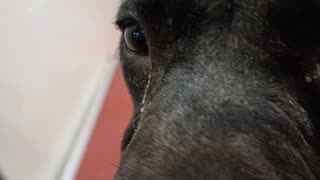 Nova 2y A879443 kennel 123 PACC shelter all goes real groovy; fun loving colors on girl❤️20251027313