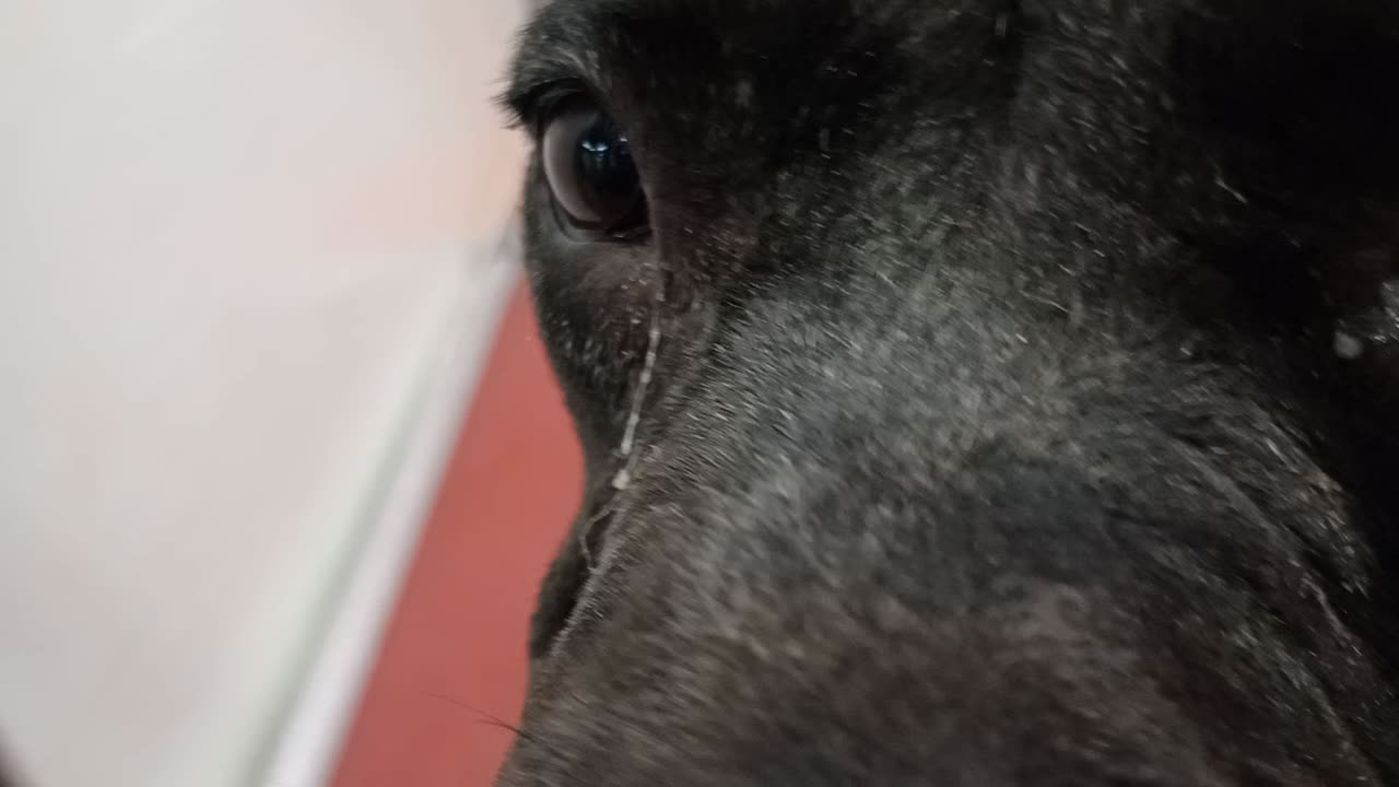 Nova 2y A879443 kennel 123 PACC shelter all goes real groovy; fun loving colors on girl❤️20251027313