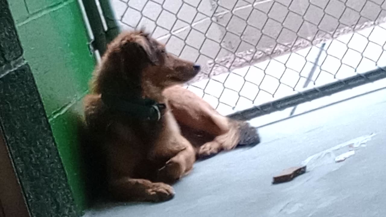 Charlie 10mos. Pet Id 949376 kennel 24 HSSAZ shelter he's kinda untrusting of me today202511218502