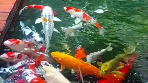 Koi fish