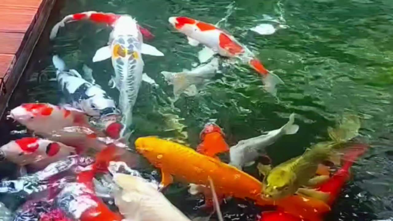 Koi fish