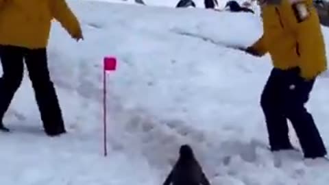 Penguin politely asks to pass | funny video | crazy clips
