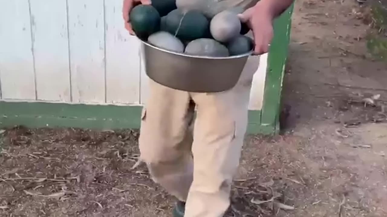 EMU EGG HUNT😳 Stealing these eggs was no easy feat😅