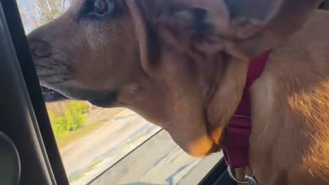 Basset's Wrinkles And Folds Flap In The Wind